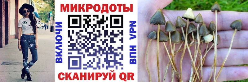 купить  цена  Владимир  Галлюциногенные грибы Psilocybe 